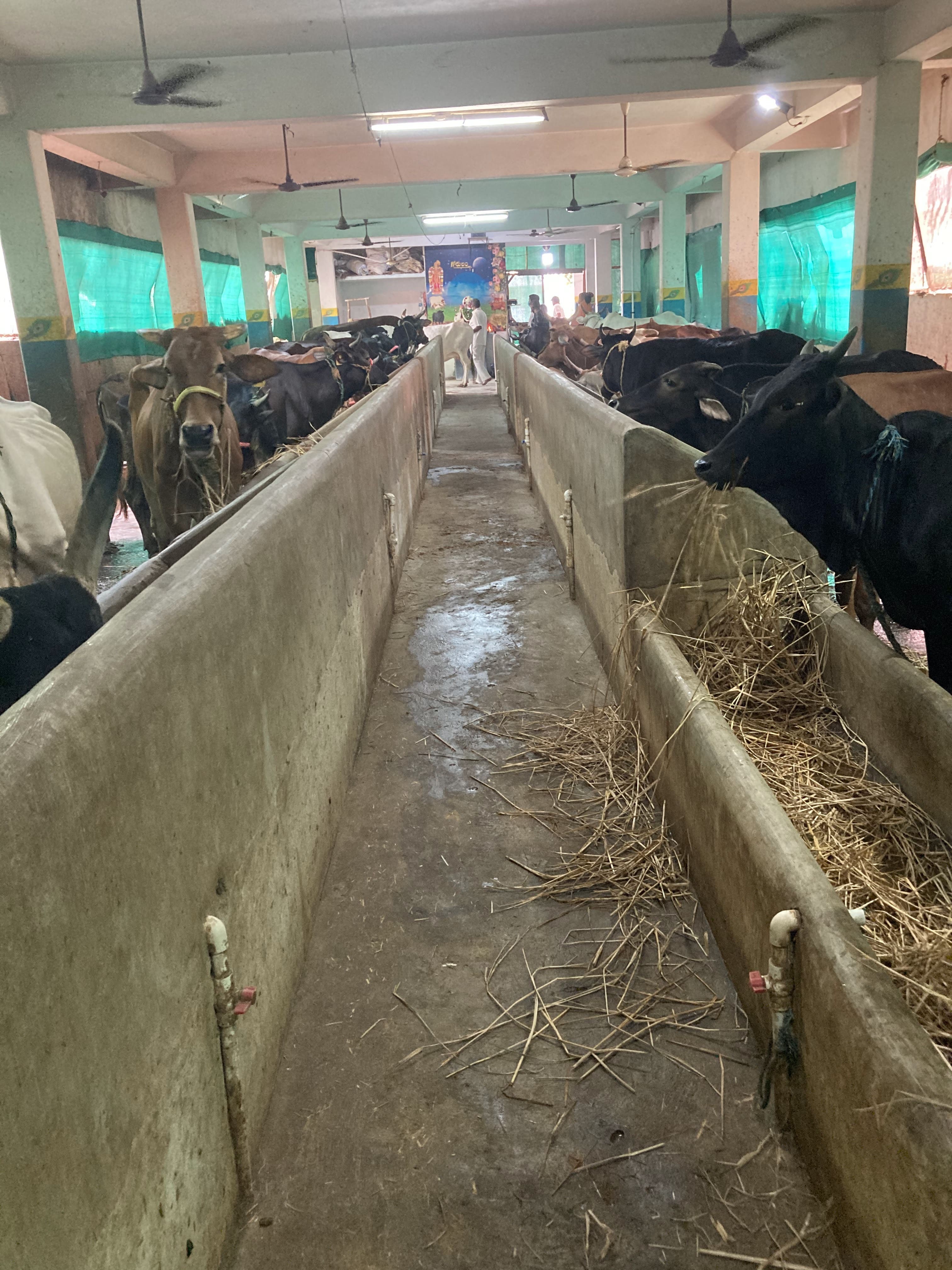 Traditional Cow Care