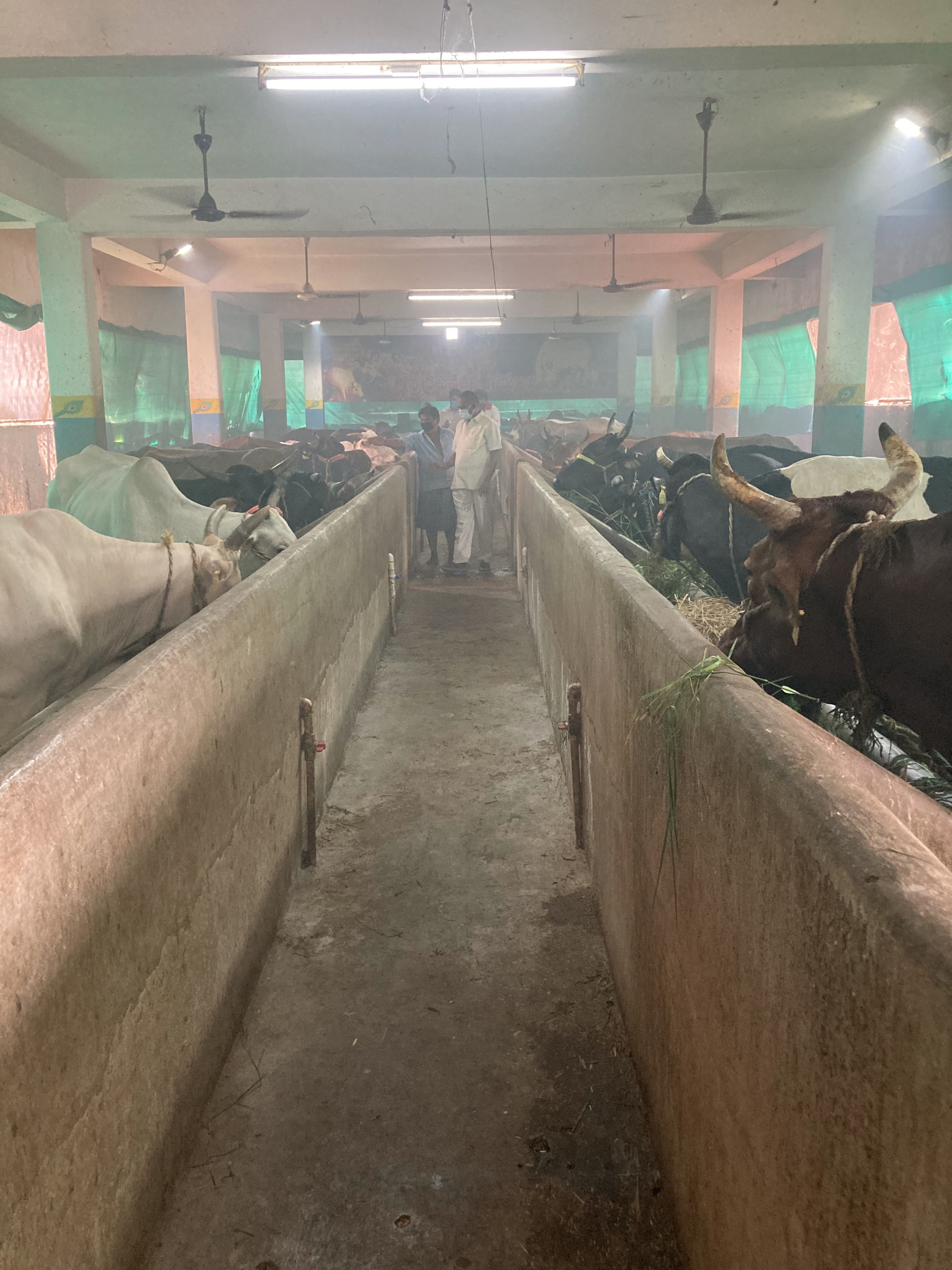 Traditional Cow Care