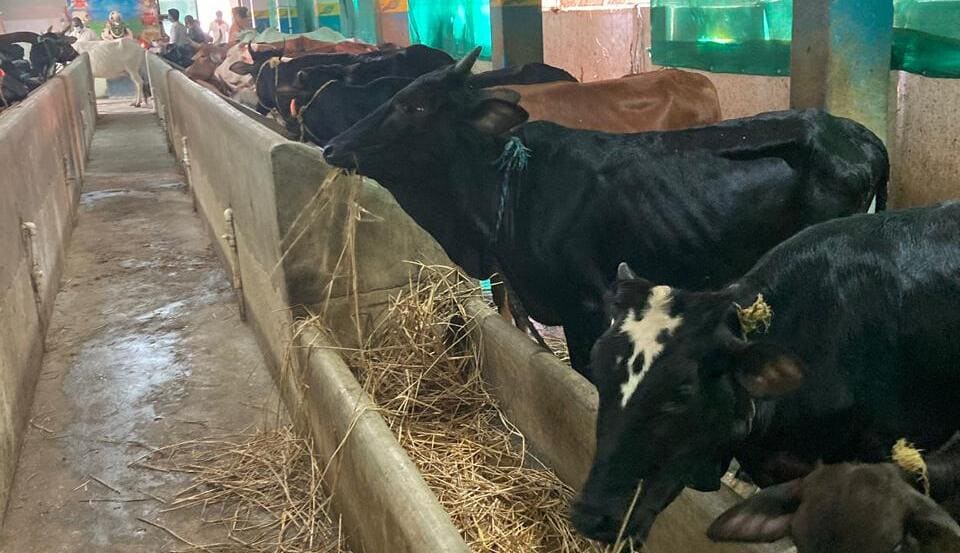 Goppalu Deepalu Cows