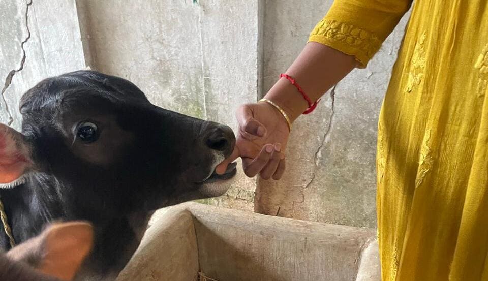 Goppalu Deepalu Goshala